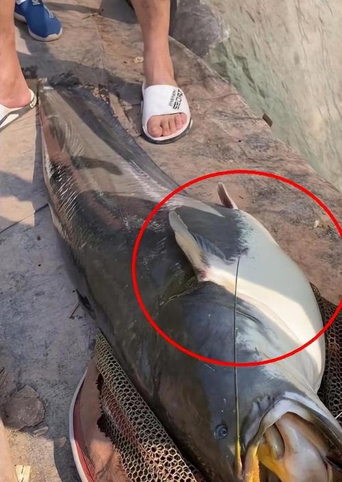 放生2.5万斤外来鲇鱼,农村的龙潭有大鱼吗?