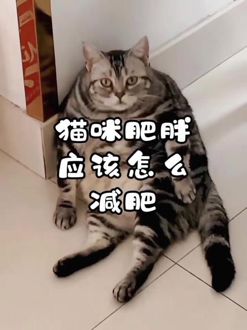 肥猫一年多减重16斤,我家猫咪太胖了怎么办?