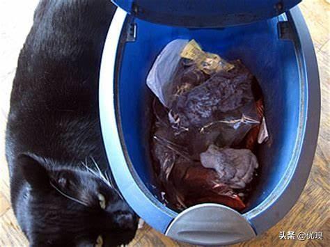 肥猫一年多减重16斤,我家猫咪太胖了怎么办? 肥猫一年多减重16斤,我家猫咪太胖了怎么办?