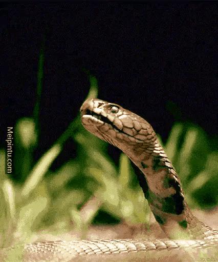 女子遭毒蛇咬伤身亡,命大！南安市一老太被烙铁头蛇咬伤，差点殒命，它的毒性有多大？