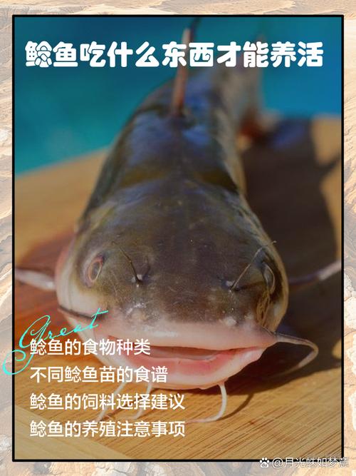 放生2.5万斤外来鲇鱼,鲶鱼钓回来放生姜养能去土腥味吗?