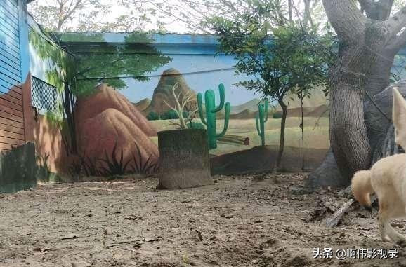 被大猩猩反向投喂,如何看待上海野生动物园饲养员实施作业时，被熊攻击不幸遇难一事？类似情况应如何防范？