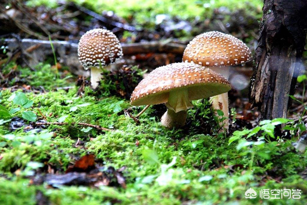 一家6口吃蘑菇中毒,蘑菇中毒的原因是什么？