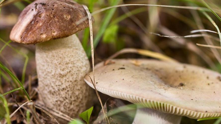 一家6口吃蘑菇中毒,野蘑菇中毒有哪些症状表现?