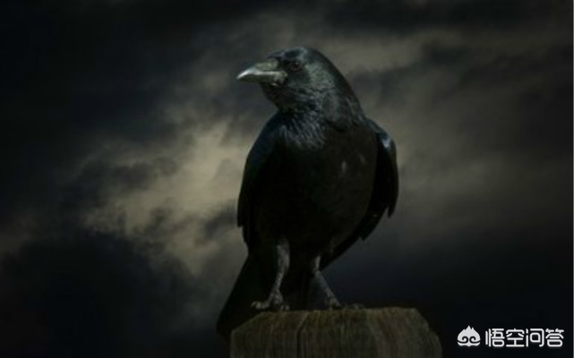 被大猩猩反向投喂,乌鸦记仇吗？它的报复心有多强？