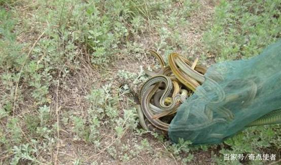 放生毒蛇有人被咬伤,剧毒眼镜蛇为什么要放生?