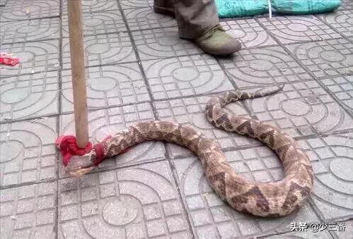 放生毒蛇有人被咬伤,放生毒蛇有人被咬伤怎么办 放生毒蛇有人被咬伤,放生毒蛇有人被咬伤怎么办