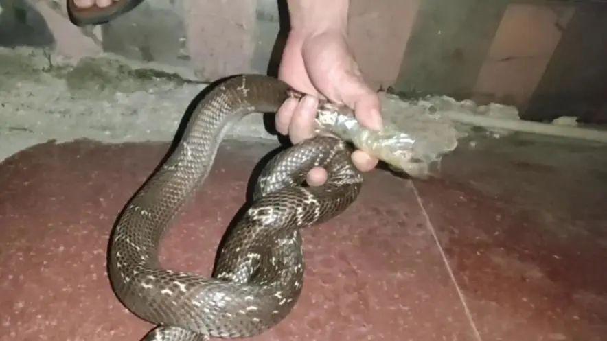 男子在湖边被蛇咬伤,男子在湖边被蛇咬伤视频