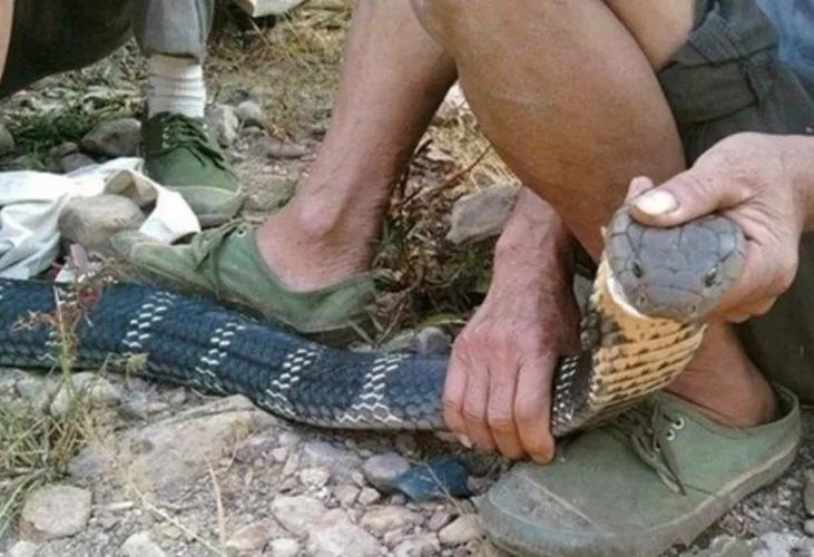 男子在湖边被蛇咬伤,蛇会主动攻击人吗?