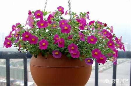 天降花盆砸路人脚边,南阳台适合种什么花？