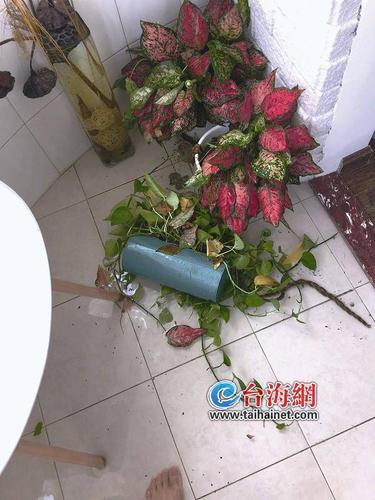 天降花盆砸路人脚边,常州特色礼物?