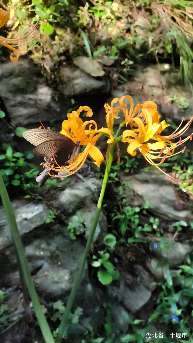 天降花盆砸路人脚边,哪些彼岸花可以养?