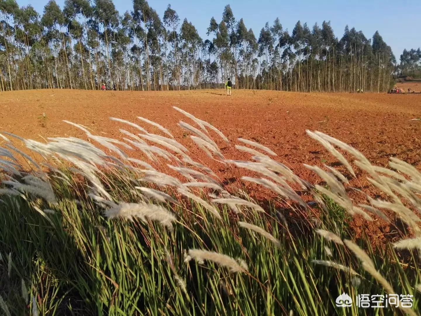 麦田被放金属尖锐物,