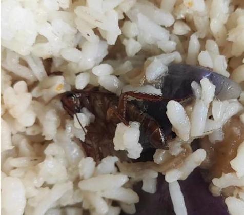 酒店早餐吃出蒸蟑螂,蒸小碗吃出蟑螂怎么解决?