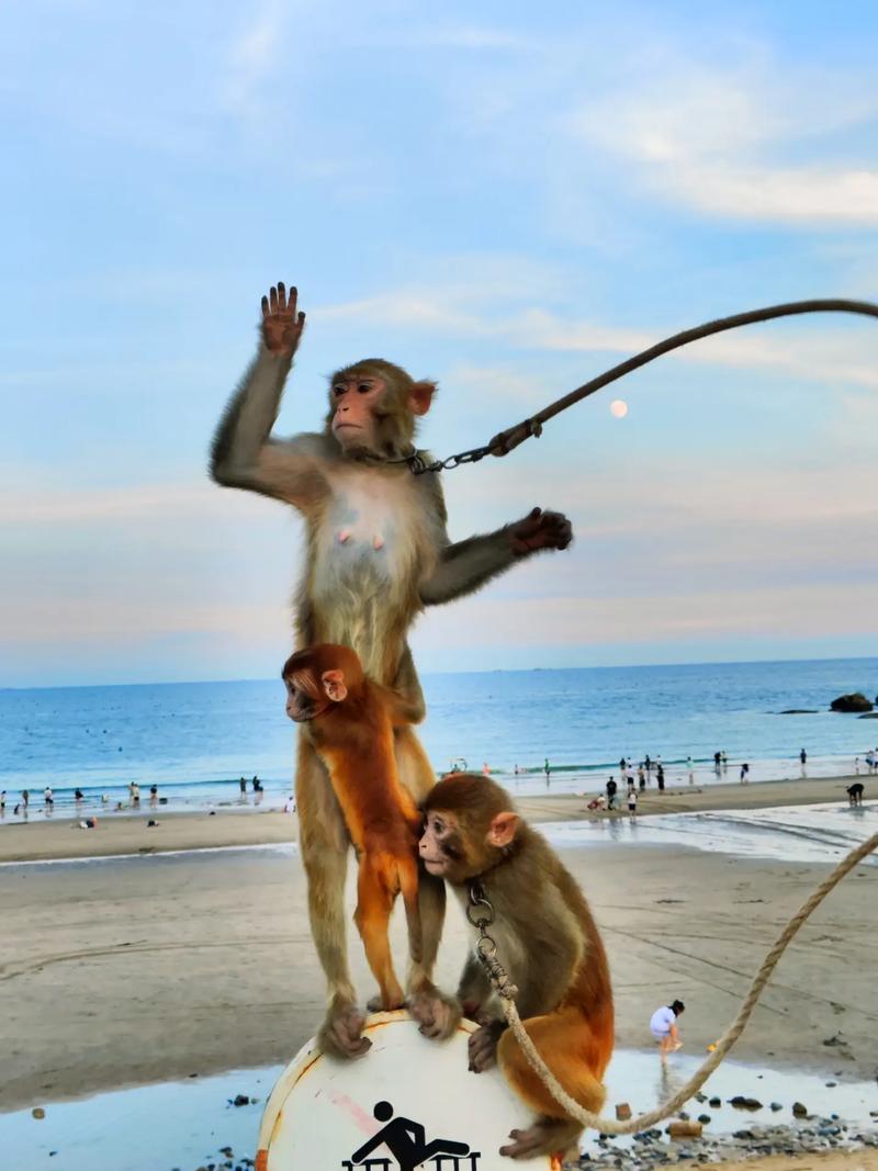 印父亲驱猴误杀儿子,杀猴子属于犯法行为吗?