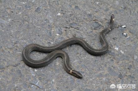 被蛇咬两年仍后遗症,恋爱后遗症是什么意思？