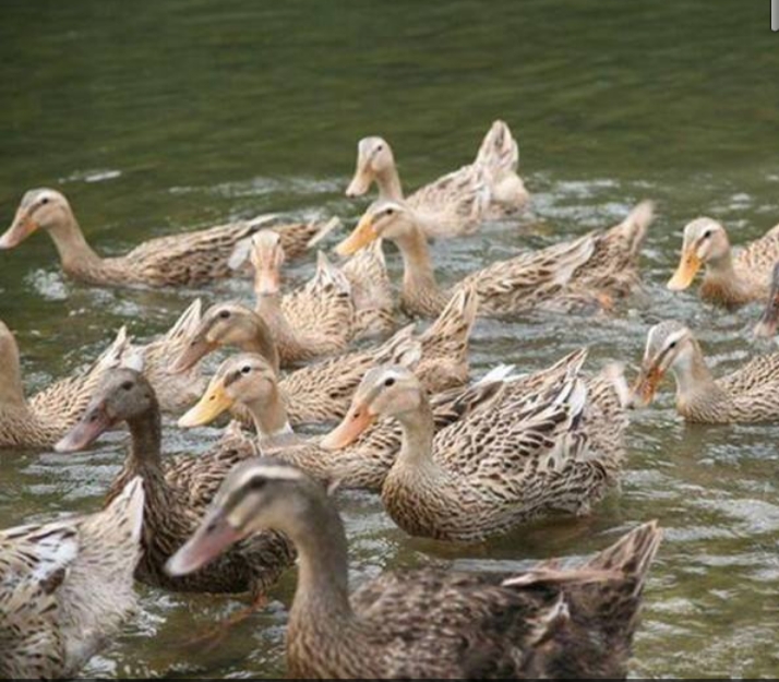 烤鸭为何20多元一只,市场上很多烤鸭20元一只,为啥会这么便宜? 烤鸭为何20多元一只,市场上很多烤鸭20元一只,为啥会这么便宜?