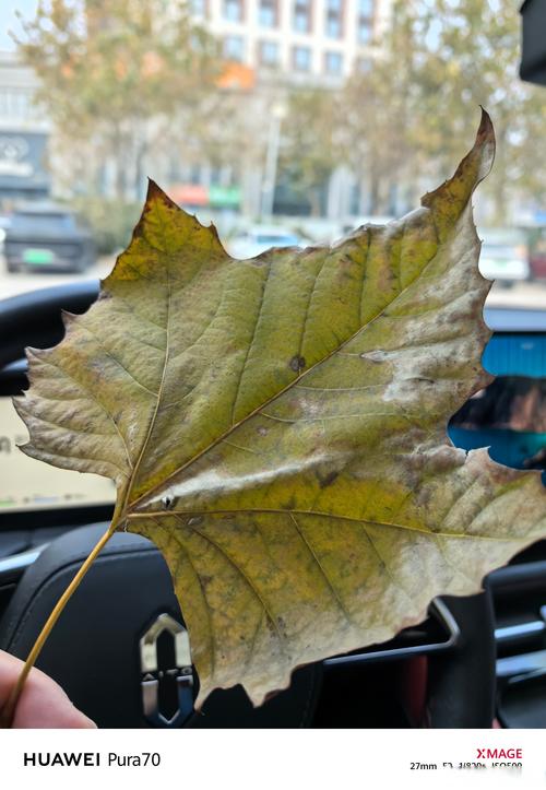 杂技演员表演中摔落,一片叶子落下来好句并赏析?