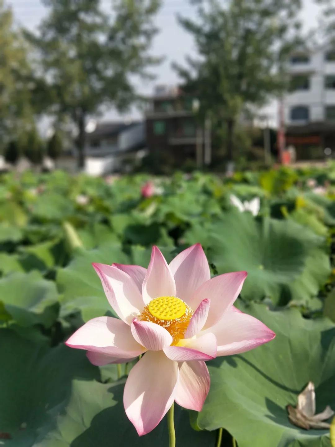 张桂梅小喇叭又响了,为大山里的孩子燃一盏灯短文？