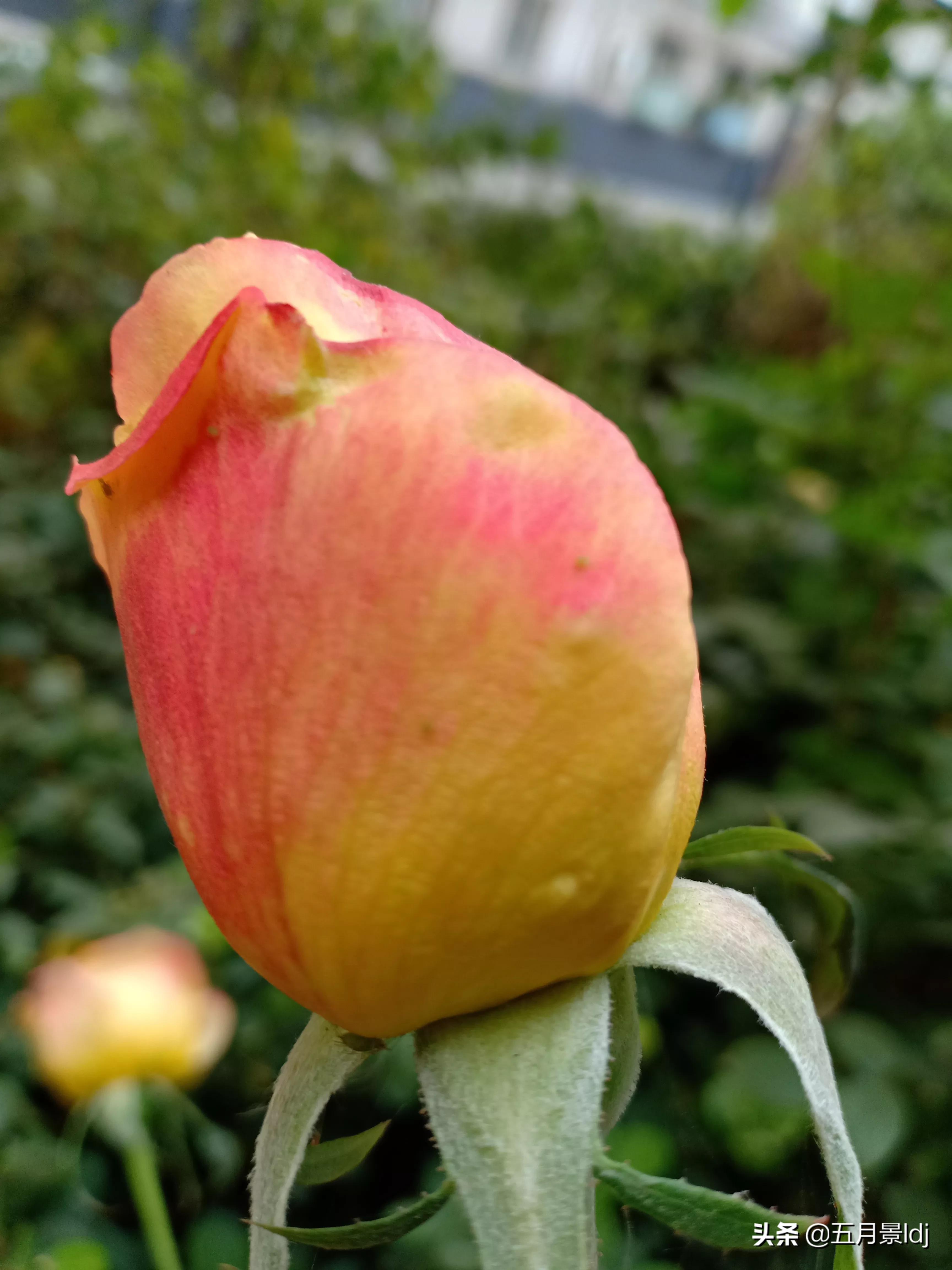 新婚2个月丈夫离世,老公去逝我很伤心怎么办? 新婚2个月丈夫离世,老公去逝我很伤心怎么办?