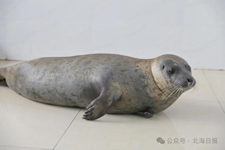 9只斑海豹放归大海,9只斑海豹放归大海还是小海