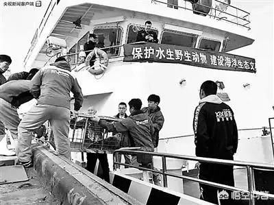 9只斑海豹放归大海,电影天涯海角海豹说的什么故事？