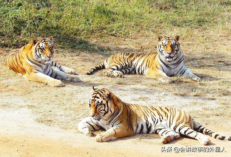 在动物园偷拽老虎毛,冀北一带有老虎吗？