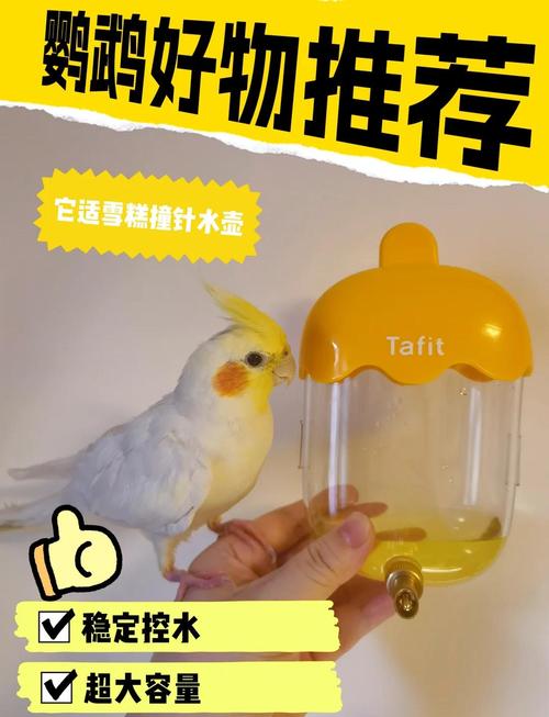 鹦鹉开饮水器喝水,鹦鹉不吃新买的饮水器怎么办?