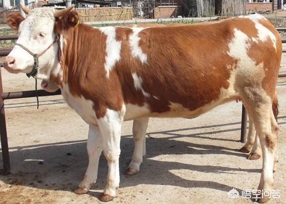 00后女孩自学插胃管,00后女孩自学插胃管视频 00后女孩自学插胃管,00后女孩自学插胃管视频