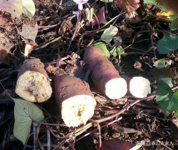 水污染致秧苗死亡,自家芭蕉园打除草剂，药液流到水源中被别人取水导致水稻病死，我有责任吗？