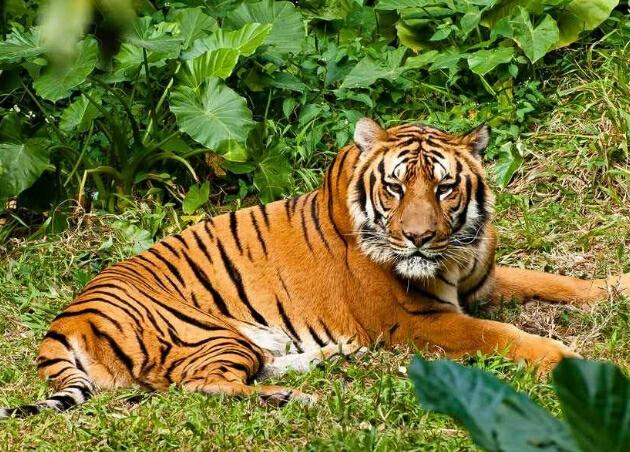 熊闯入家中上桌偷吃,有没有什么动物是吃蜜蜂的? 熊闯入家中上桌偷吃,有没有什么动物是吃蜜蜂的?