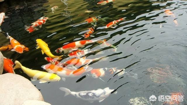 一地下室惊现大鱼池,建筑地下室内的消防水池是否计算建筑面积吗? 一地下室惊现大鱼池,建筑地下室内的消防水池是否计算建筑面积吗?