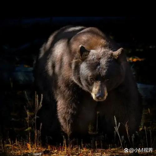 熊闯入家中上桌偷吃,熊闯入家中上桌偷吃食物