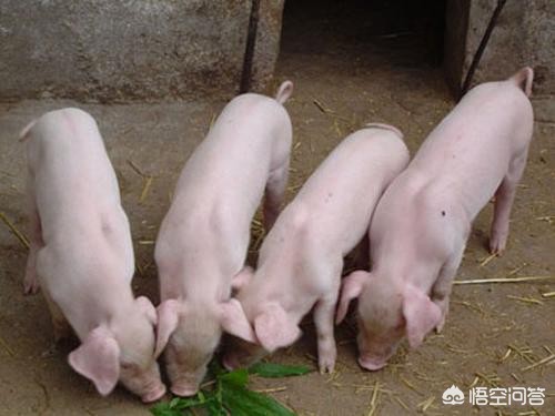 00后女孩自学插胃管,icu护理实习告知? 00后女孩自学插胃管,icu护理实习告知?