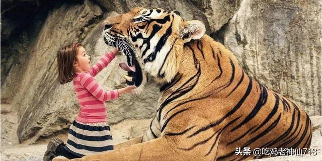 在动物园偷拽老虎毛,动物园怎么叫老虎过来？
