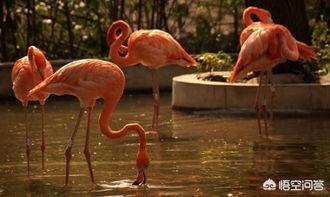 山丘形状酷似嘴唇,希望之星苏明娟的外貌描写是什么? 山丘形状酷似嘴唇,希望之星苏明娟的外貌描写是什么?