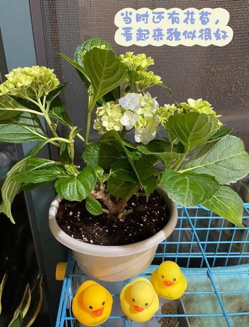 南方出现焖蒸型高温,盆景高温闷根的表现?