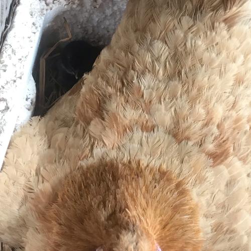 美召回170万枚鸡蛋,摩尔庄园鸡暂停生产是什么意思?