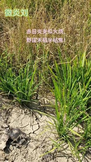 水污染致秧苗死亡,水稻发黄不生根?