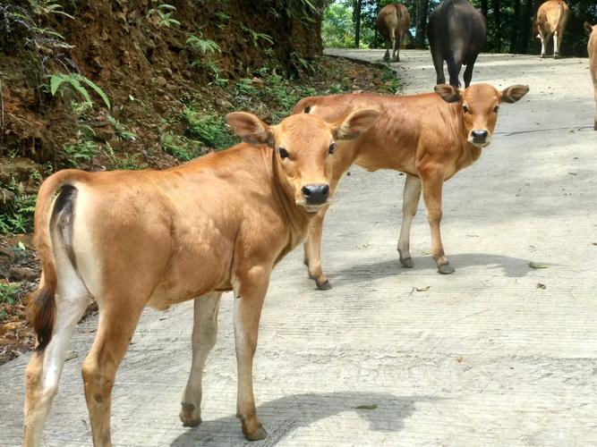 衡阳一停狗位走红,茂名信宜有什么名人?