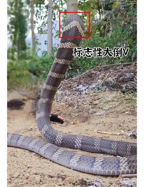 小区惊现2米滑鼠蛇,昆明闹市小区现2.5米长剧毒眼镜王蛇, 你怎么看?