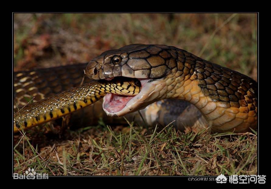 小区惊现2米滑鼠蛇,昆明闹市小区现2.5米长剧毒眼镜王蛇, 你怎么看? 小区惊现2米滑鼠蛇,昆明闹市小区现2.5米长剧毒眼镜王蛇, 你怎么看?