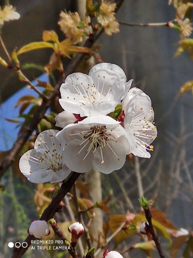 40万买玉石货不对板,代购和田玉翡翠能退货吗？