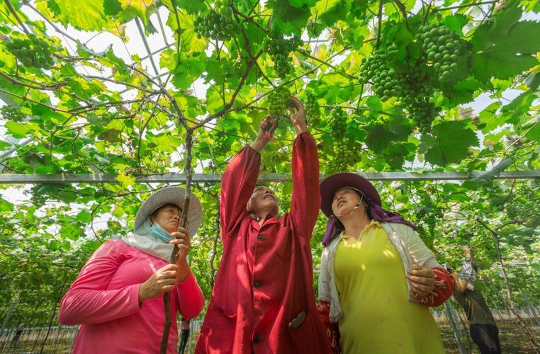 半年嫁5人骗190万,想回老家发展,一个人口190万的县,做点什么生意好?