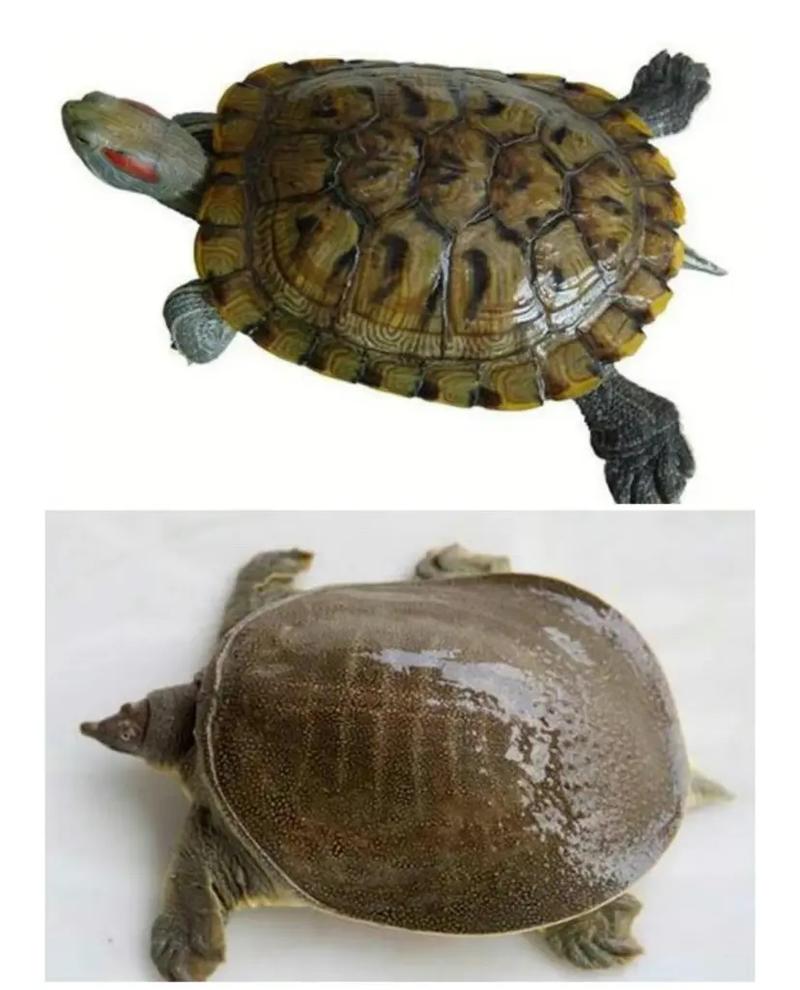 小孩被天降乌龟砸死,乌龟会不会被砸死?