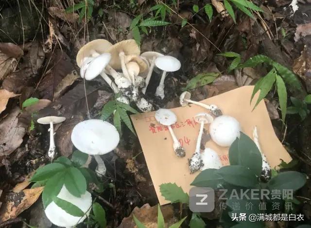 男童吃毒蘑菇去世,小孩吃毒蘑菇中毒视频