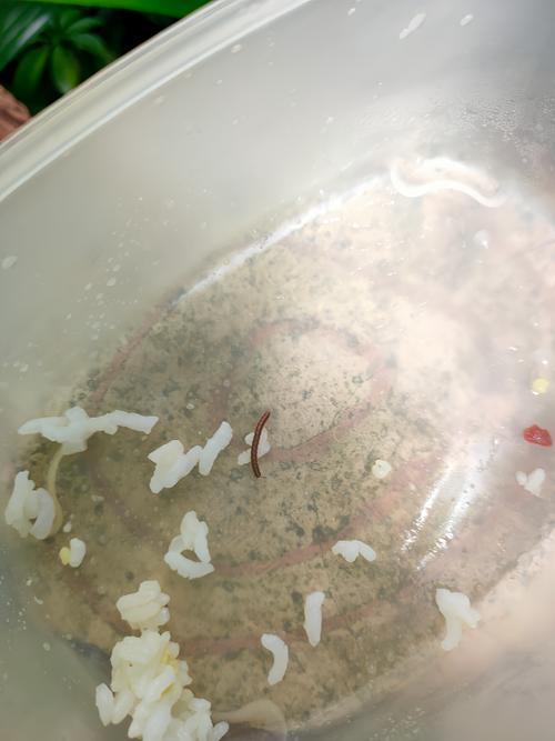 日学校午餐减少米饭,中学生午餐学校给的一盒饭中有?克米饭?