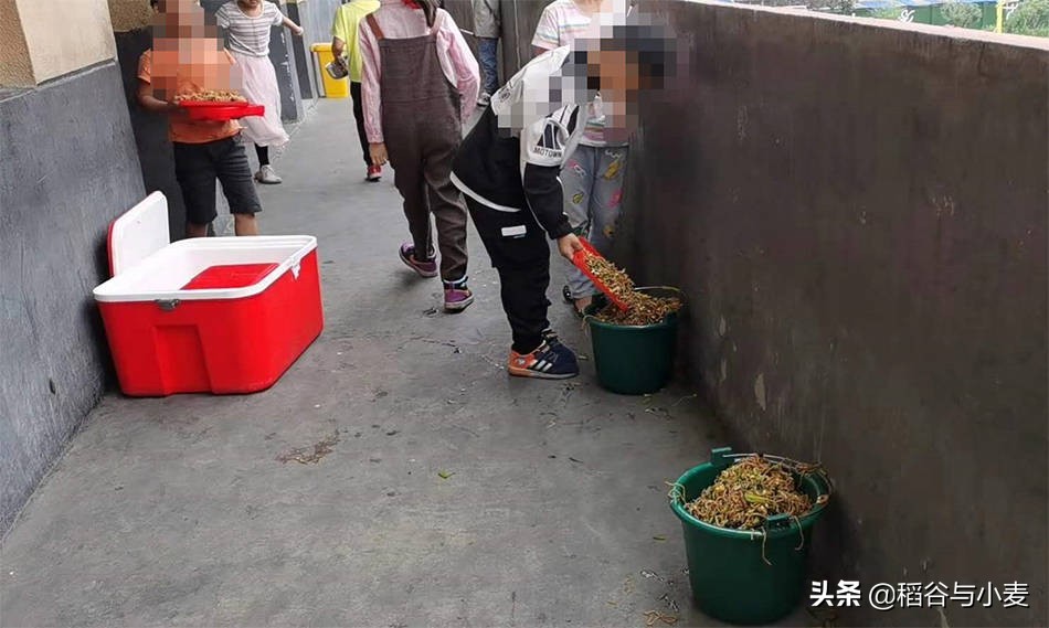 日学校午餐减少米饭,你们学校的伙食费一天一般要多少钱？