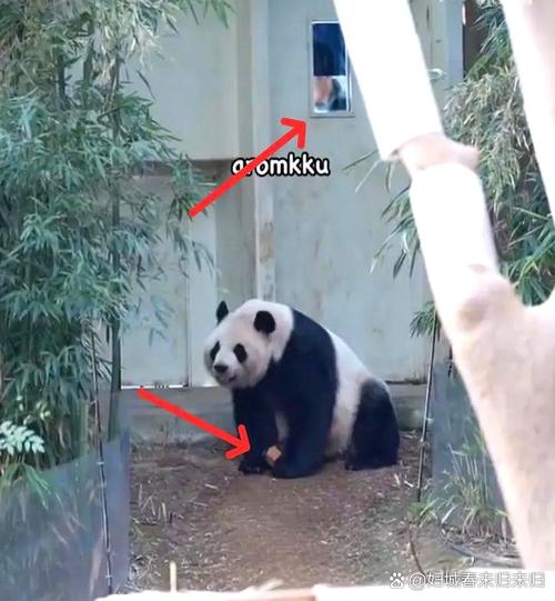 野外大熊猫求偶被拍,熊猫乐乐为啥闻毛巾?