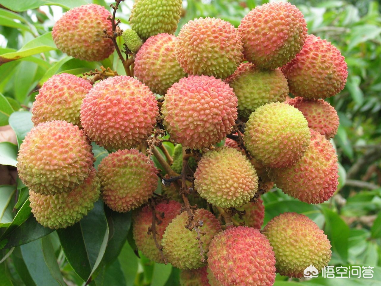 少年贪食荔枝致昏迷,16个月宝宝吞下一个小荔枝怎么办？